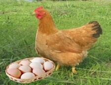 全国蛋鸡养殖场群