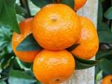 柑橘种植微信交流群